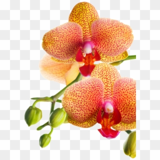 Png Клипарт "beautiful Orchids Flower" - Orchids Of The Philippines Clipart