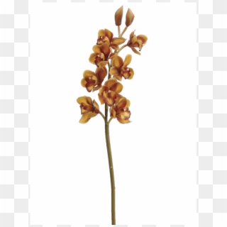 31" Cymbidium Orchid Spray Brown Gold - Phalaenopsis Equestris Clipart
