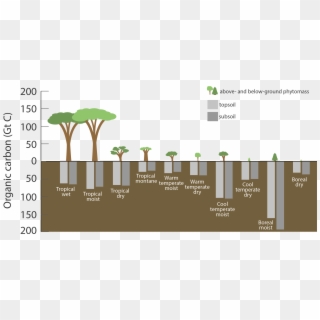 Carbon Stored In Ecosystems, Shown In Gigatons - Tree Clipart