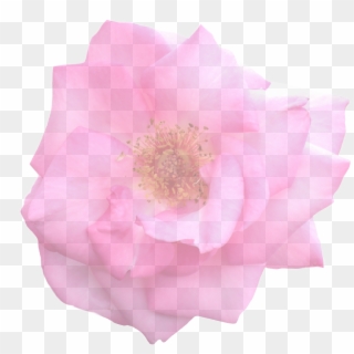 Rose Graphic Isolated - 3d Rose Png Clipart