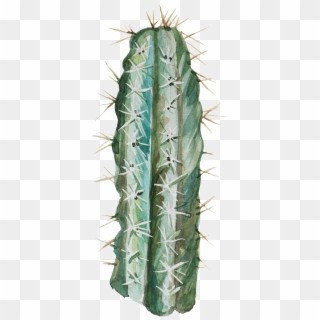 Transparent For Hand Painted Desert Plants - San Pedro Cactus Clipart