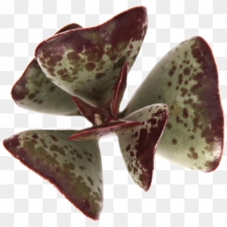 10 Rare Succulents - Moth Clipart