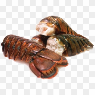 Canadian Lobster Tails - Canadian Lobster Tail Clipart