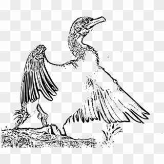 Wings Open Wide Grand Cormorant Png Image - Buzzard Clipart