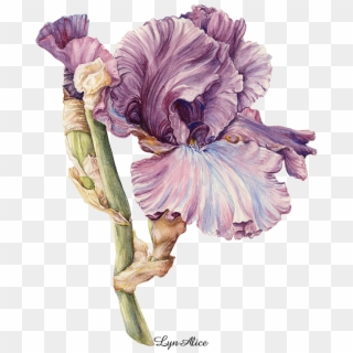 Purple Iris, Watercolor ' - Irises Clipart