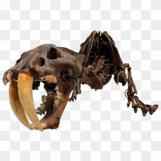 A Skeleton Of A Smilodon - Fossils Clipart