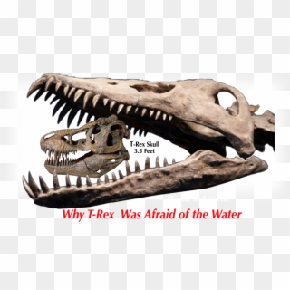 Why T-rex Was Afraid Of The Water - Pliosaur Skull Clipart