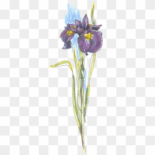 Harpswell Garden Club - Iris Versicolor Clipart