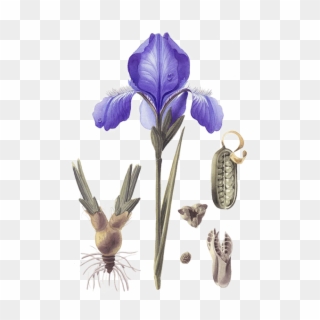 Iris Versicolor Clipart