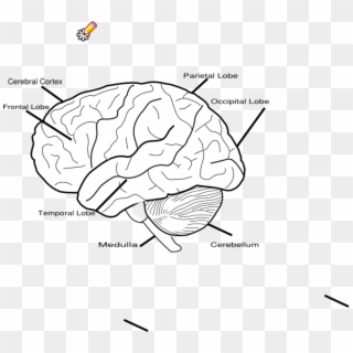 Blank Brain Diagram Clipart