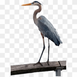 Free Png Download Great Blue Heron Png Images Background - Great Blue Heron Clipart