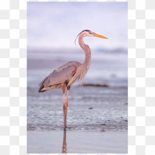 The Shop - Great Blue Heron Clipart