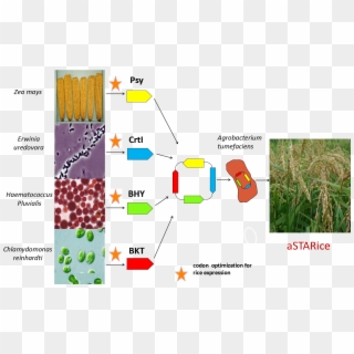 Vector Intergration Plant Transformation - Pcr Golden Rice Clipart