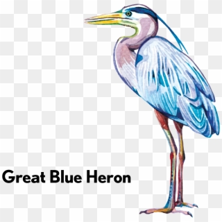 Great Blue Heron-01 - Water Bird Clipart