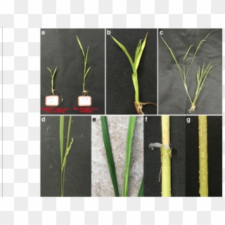 Symptoms Of Srbsdv Disease In Rice Infected With Srbsdv - Grass Clipart