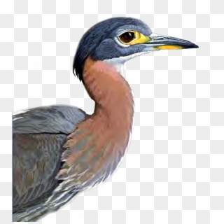 Heron Png Picture - Great Blue Heron Clipart