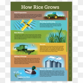 Crc How Rice Grows Poster Client Story - Brochure Clipart