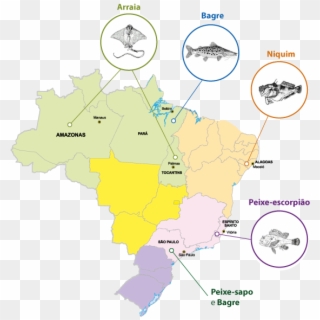 Os Peixes Peçonhentos Estudados Pela Equipe Da Dra - Mapa Do Semiárido Brasileiro Clipart