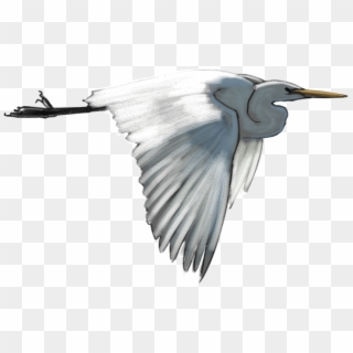 White-heron - Egret Clipart