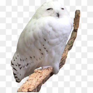 Owl Snowowl Snowwhite White Branch Meme Memeface Perfec - Snowy Owl Clipart