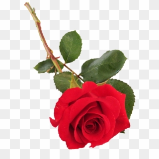 Rose, Red, Single Stem - Long Stem Rose Png Clipart