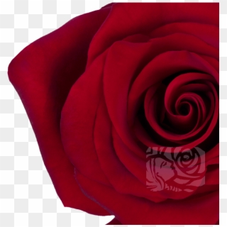 Deep Red Roses - Floribunda Clipart