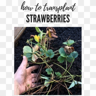 How To Transplant Strawberries In The Garden - Gardening Clipart