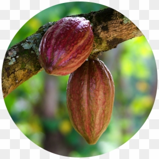 Cacao Png Clipart