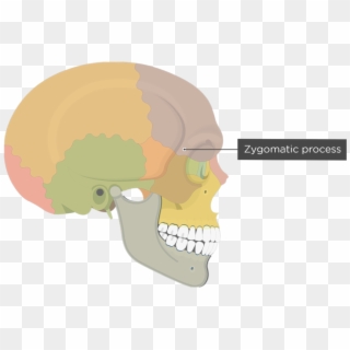 Zygomatic Process Of Frontal Bone - Frontal Bone Superciliary Arch Clipart