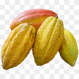 Cacao Png - Cacao Fruit No Background Clipart