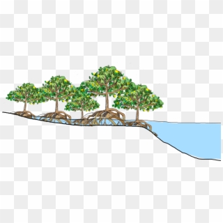 Mangrove Forests Are The "roots Of The Sea" - Mangrove Forest Clipart - Png Download