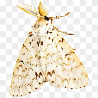 Gypsy Moths - Gypsy Moth Clipart