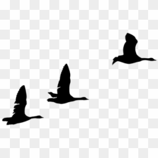 Geese Migration Clipart Sillouette - Silhouette Geese Png Transparent Png
