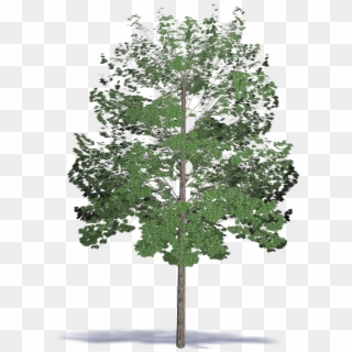 Acacia Hardwood - Maple Clipart