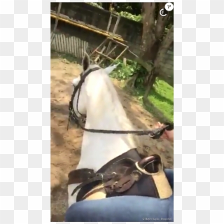 Atriz Fez Amizade Com Cavalo - Stallion Clipart