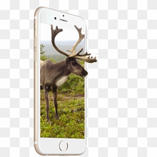 Consumers Want More From Their Mobile Devices And Want - Reindeer Clipart