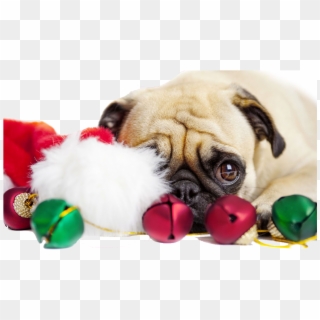 Pngs De Natal - Christmas Pug Clipart