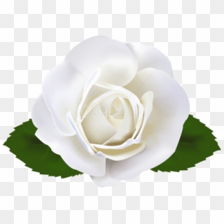 Free Png Download White Rose Transparent Png Images - Rose Clipart