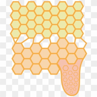 Queen Cell - Honeybee Clipart