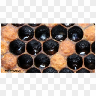 Eggs On Cell Walls - Honeycomb Clipart
