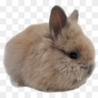 Bunny Rabbit Clipart
