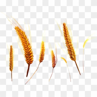 Wheat Clipart