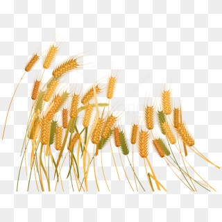 Free Png Download Wheat Png Images Background Png Images - Wheat Clipart