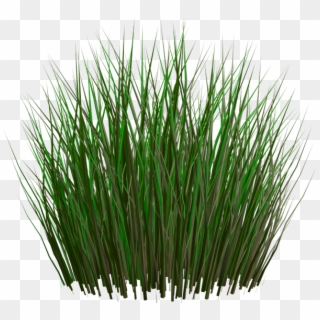 Зеленые Листья Камыша, Болотная Трава, Камыш - Tall Grass Transparent Background Clipart