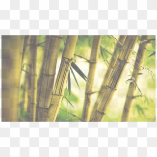 Romper Hojas Verdes 100% Bambú Clipart