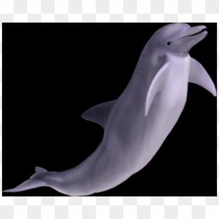 Common Bottlenose Dolphin Clipart