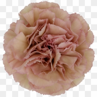 Creola Carnation - Carnation Clipart
