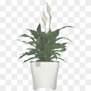 Book Yours Now - Spathiphyllum Plant Clipart