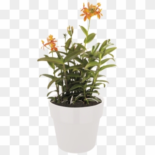 Home > Collection > B - Acianthera Luteola Clipart