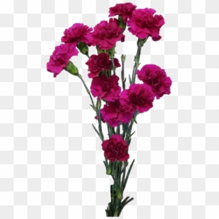 Spray Carnation - Bouquet Clipart